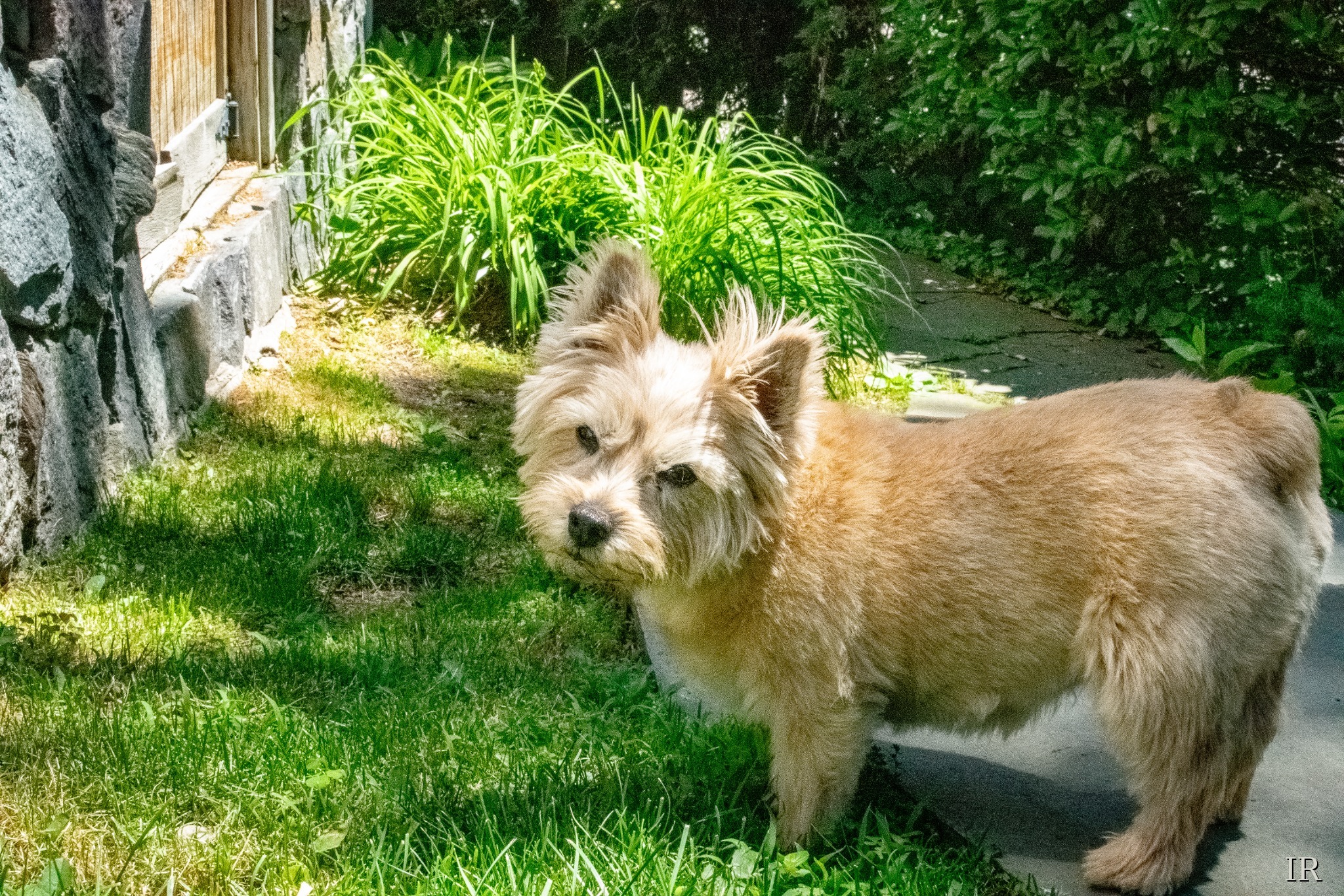 Small tan dog standing outside