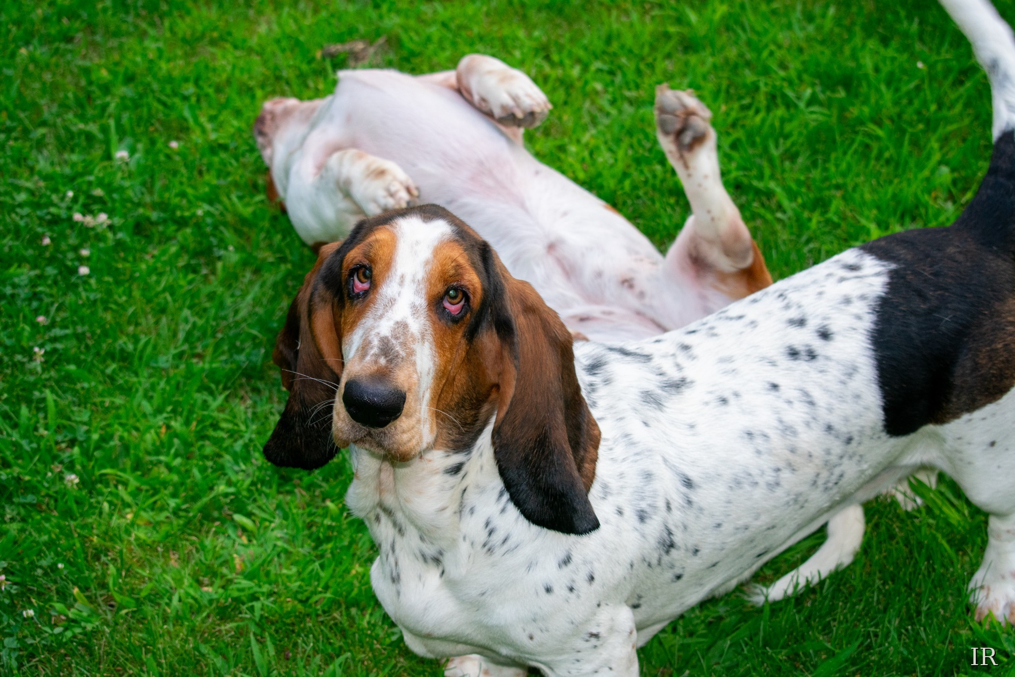 Two basset hounds playing on grass