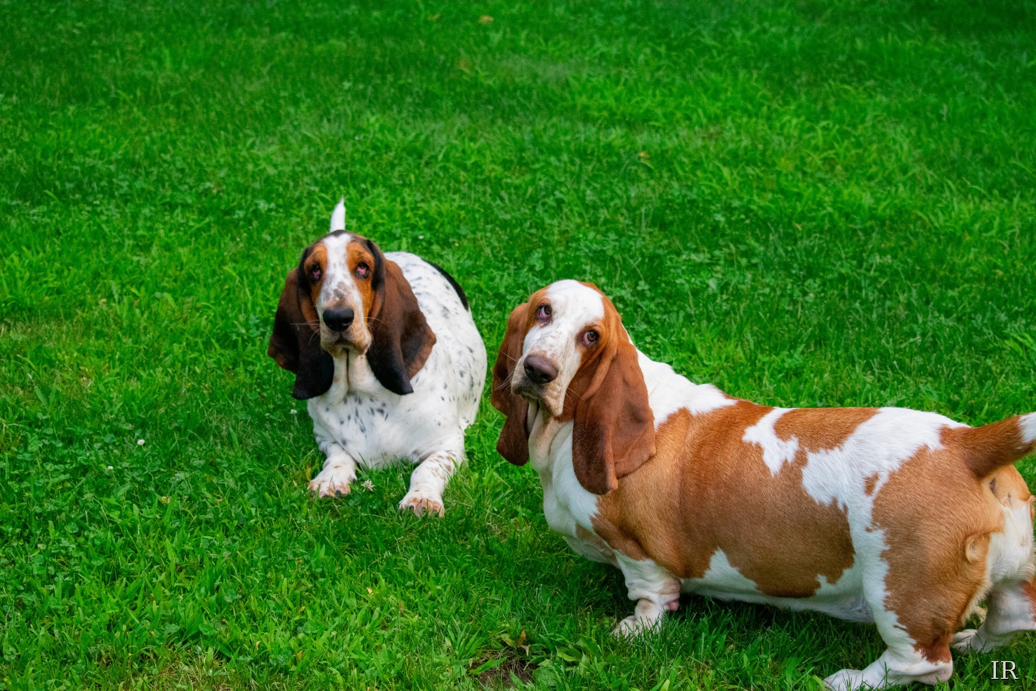 Two basset hounds sitting in green grass