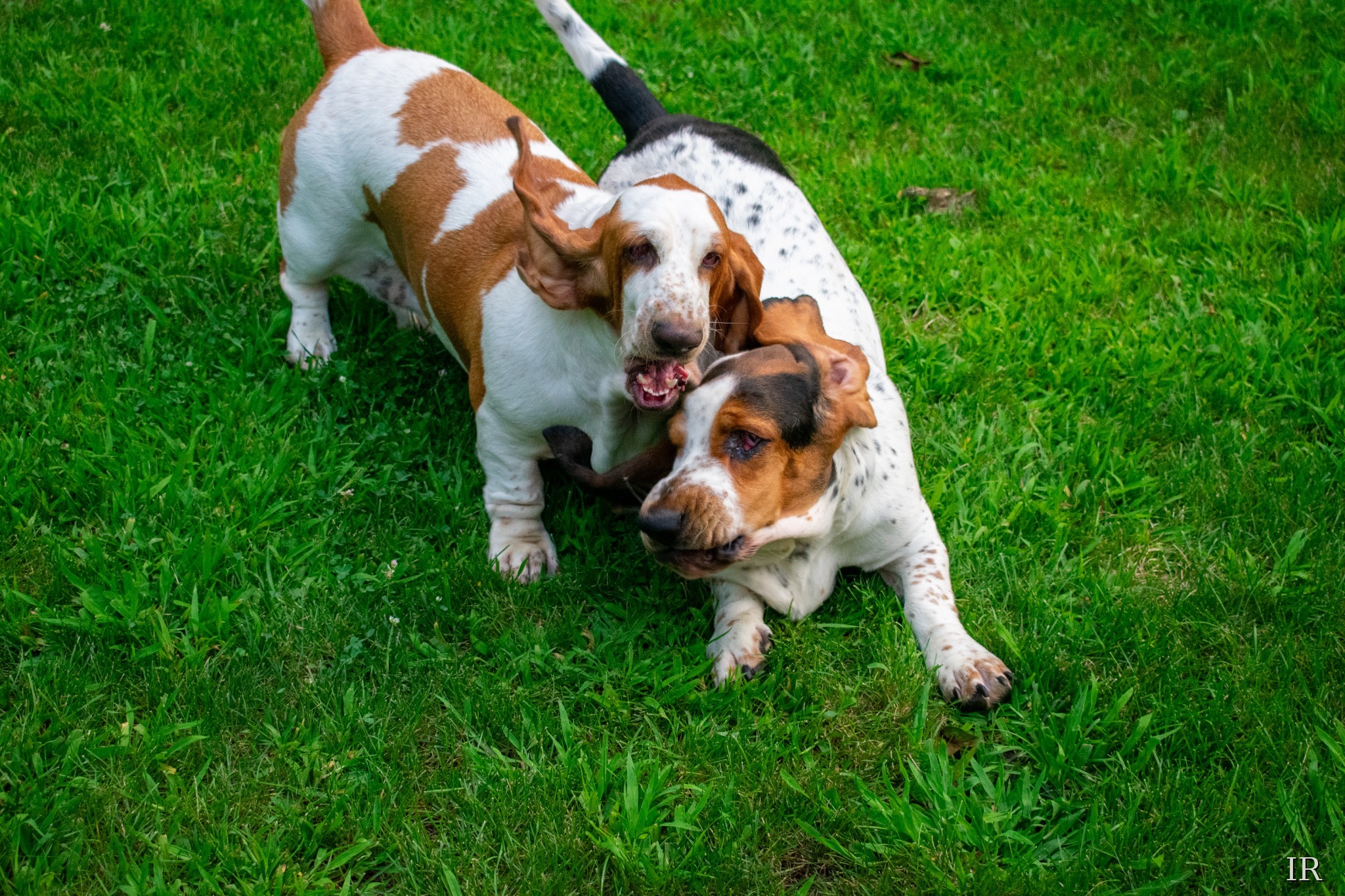 Two basset hounds playing together