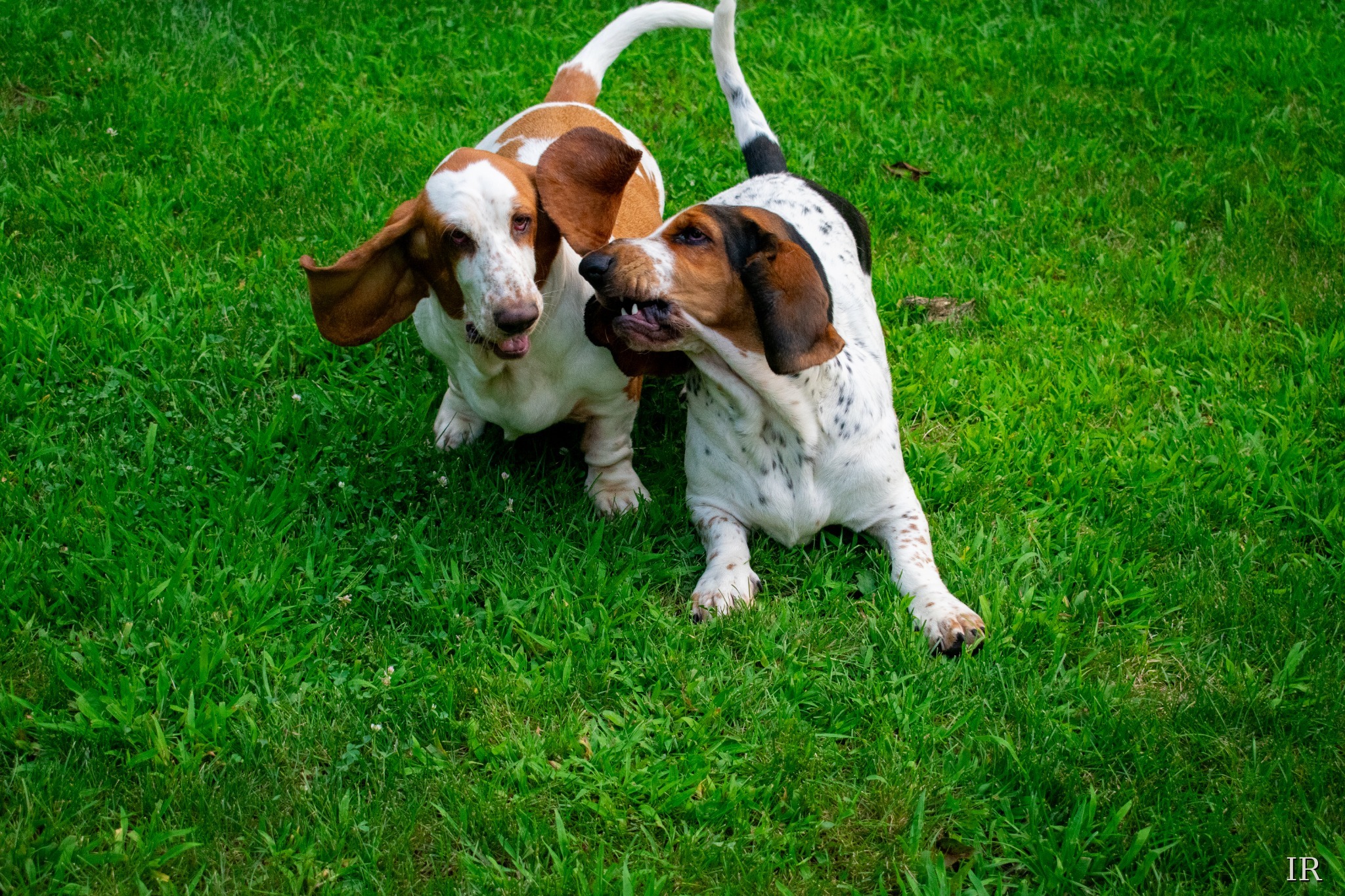 Two basset hounds interacting on grass