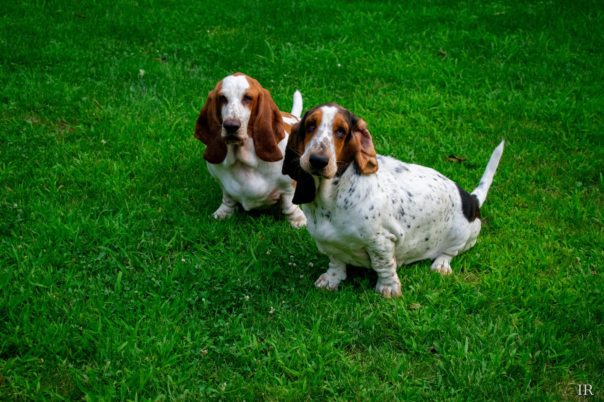 Two basset hounds looking toward the camera