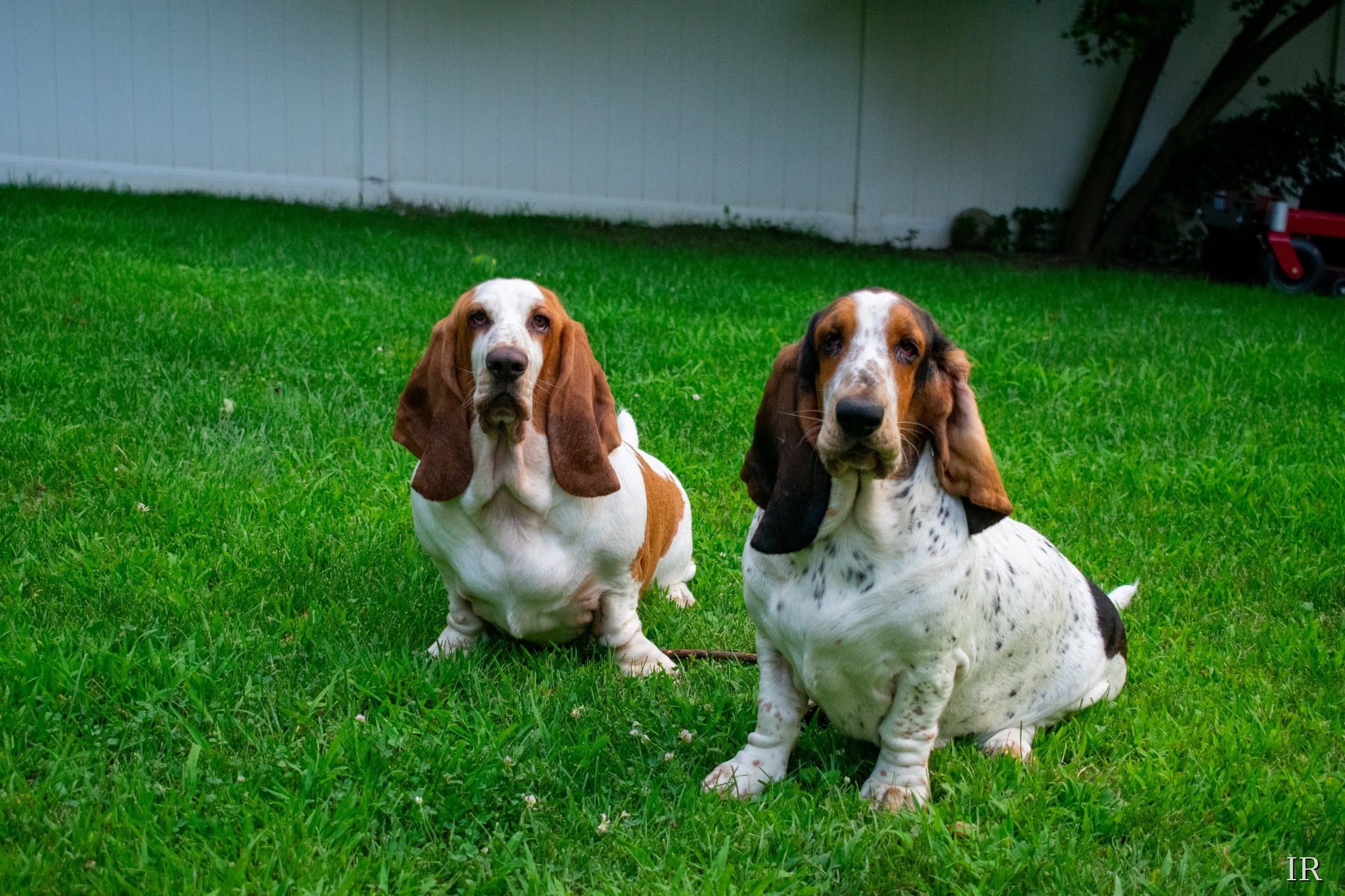 Two basset hounds in the grass