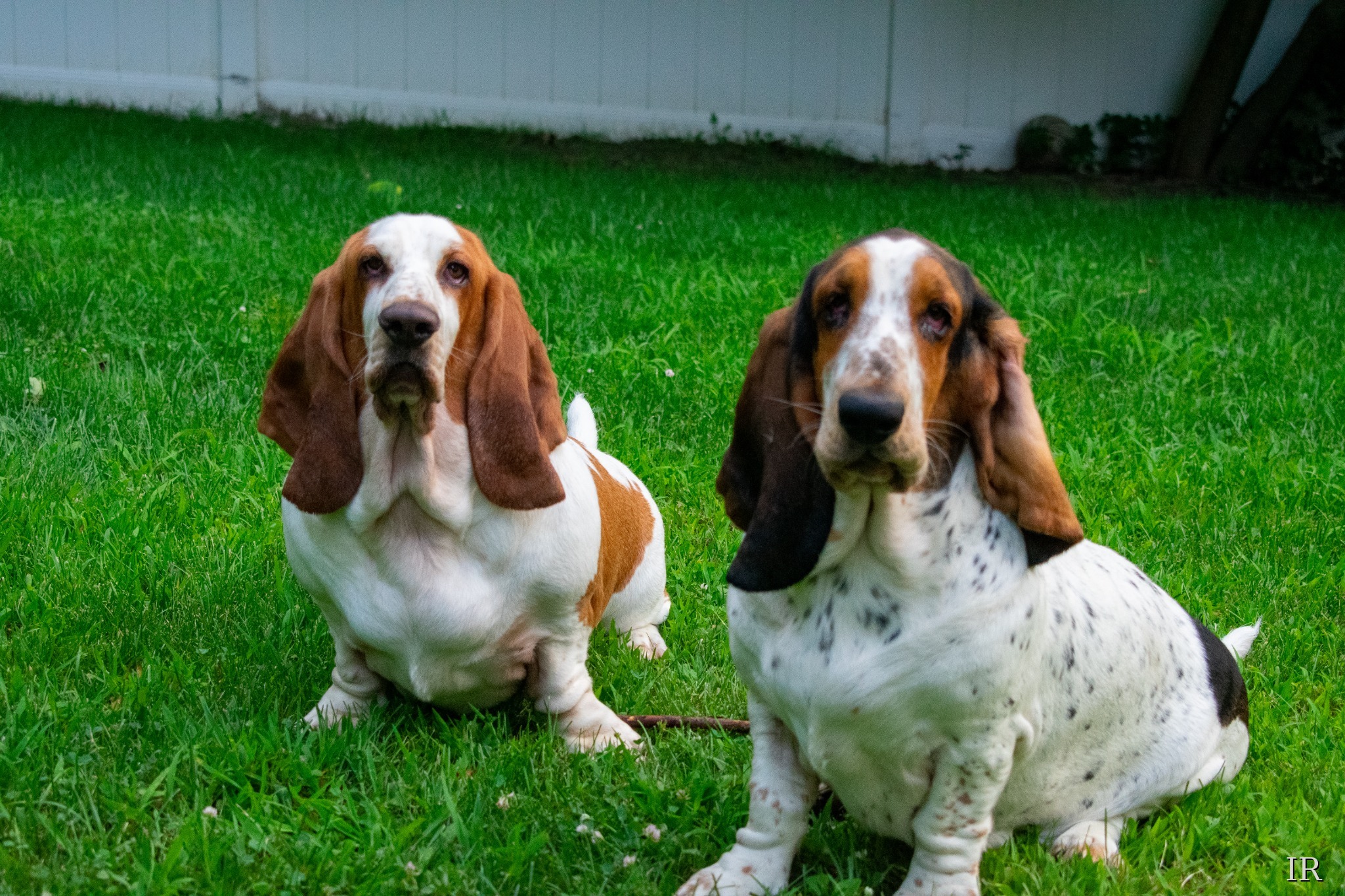 Two basset hounds posed on grass