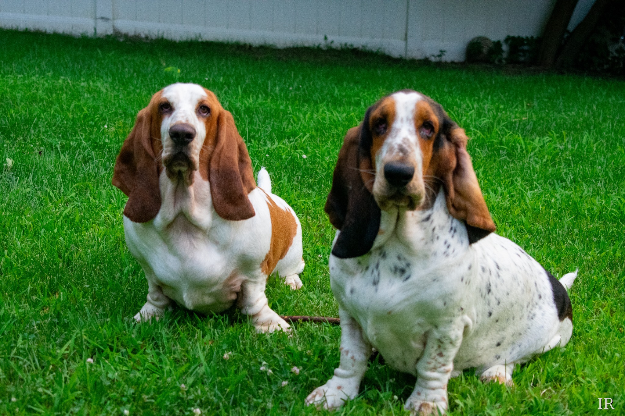 Two basset hounds sitting outside