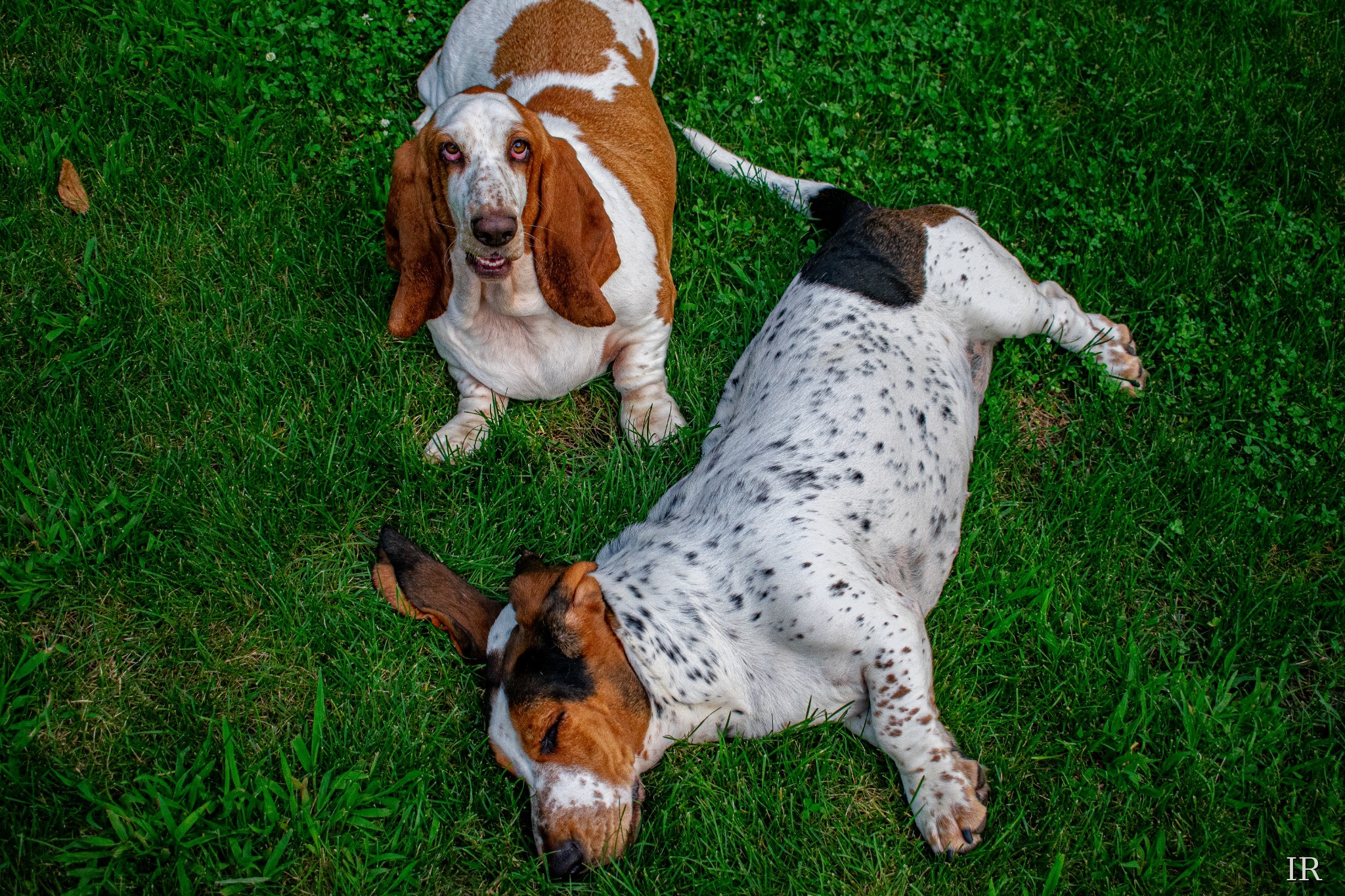 Basset hounds relaxing on the grass
