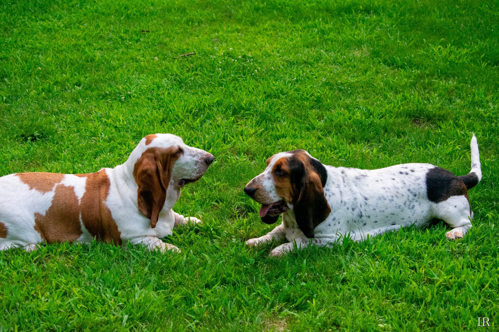 Two basset hounds facing each other on grass
