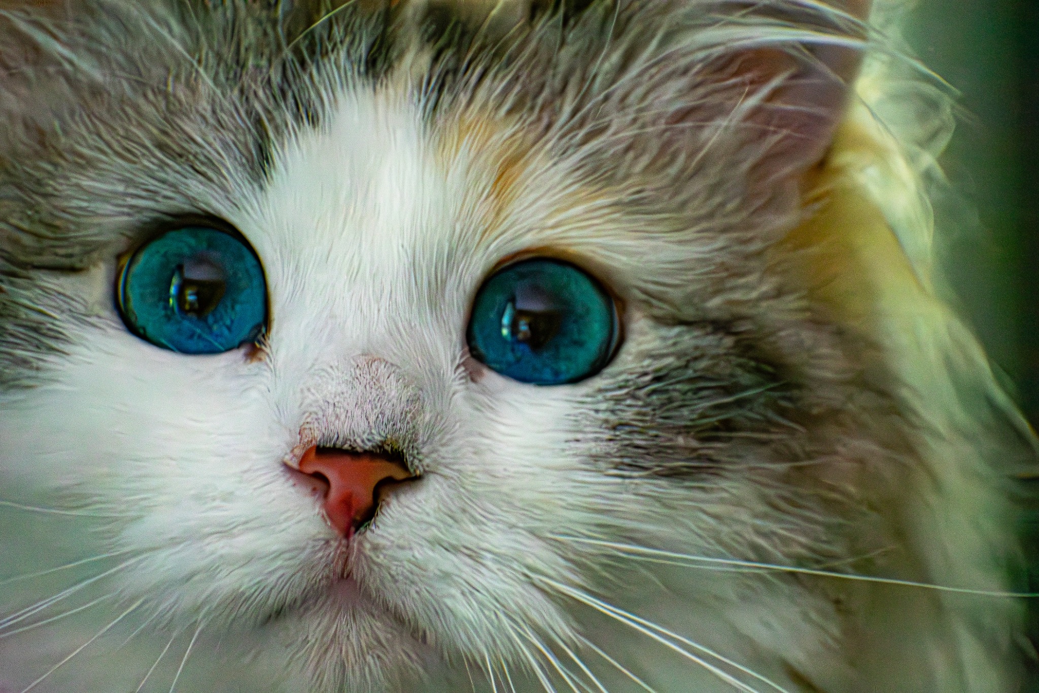 Close-up portrait of a blue-eyed cat