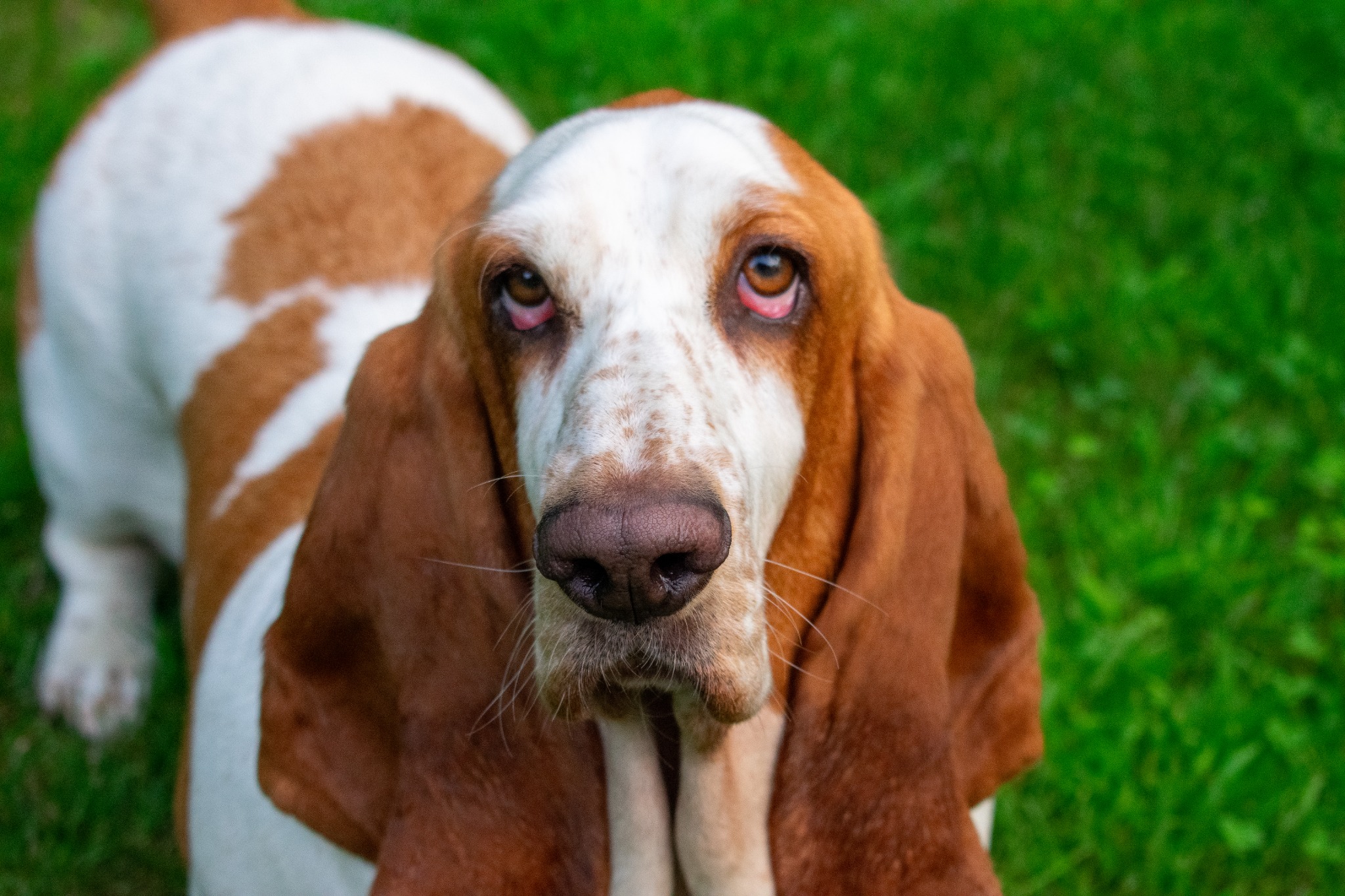 Close portrait of a basset hound