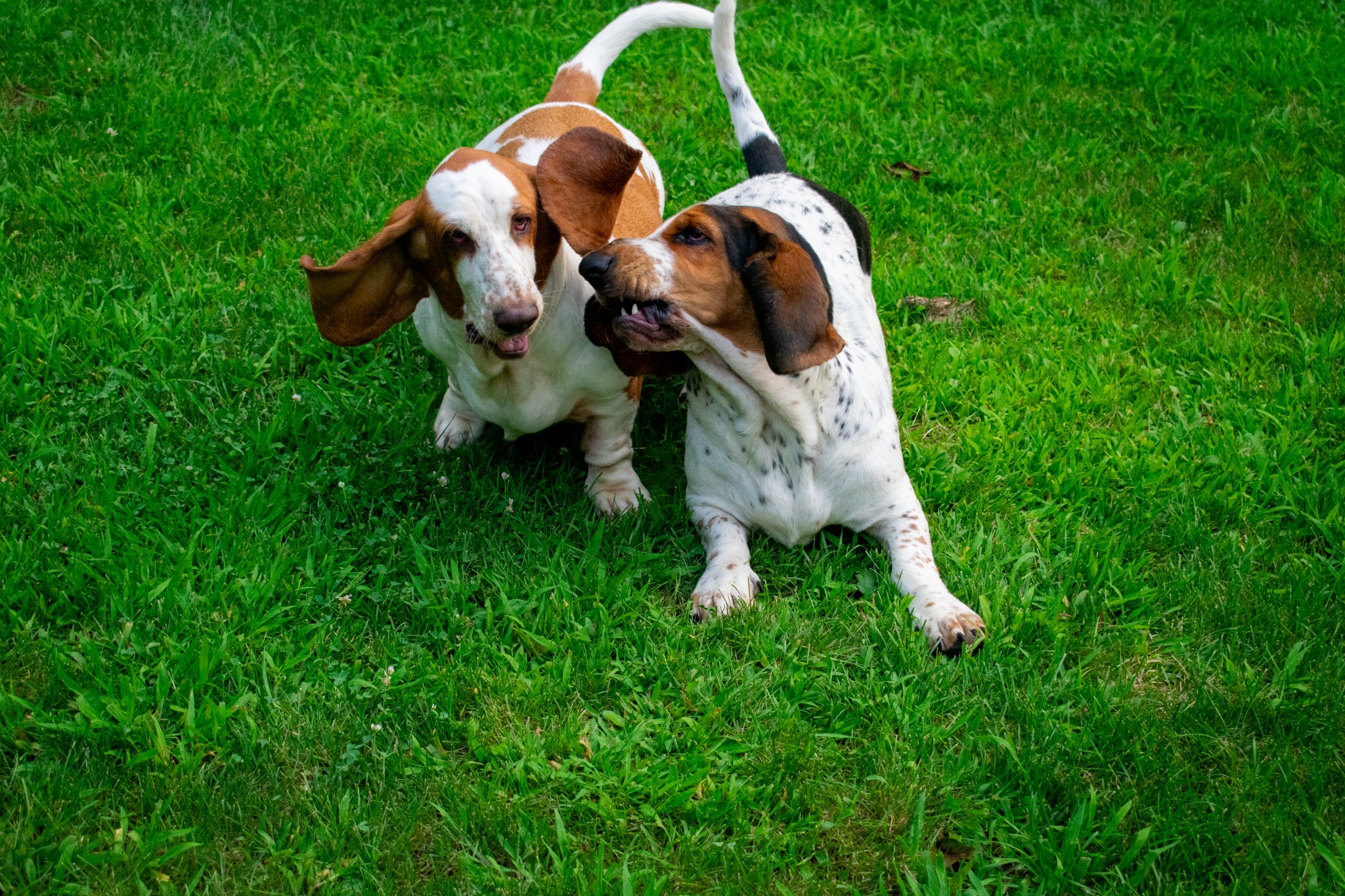 Two basset hounds playing on grass