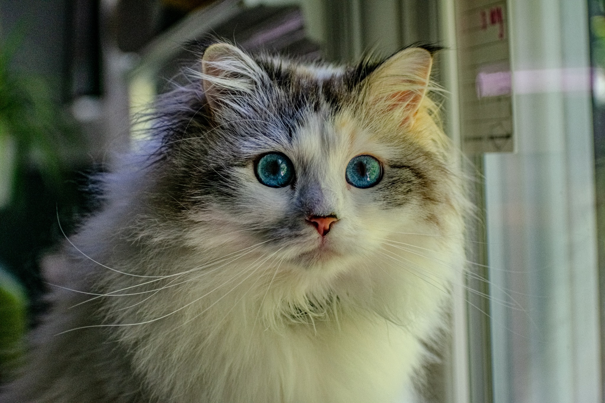 Long-haired cat with vivid blue eyes