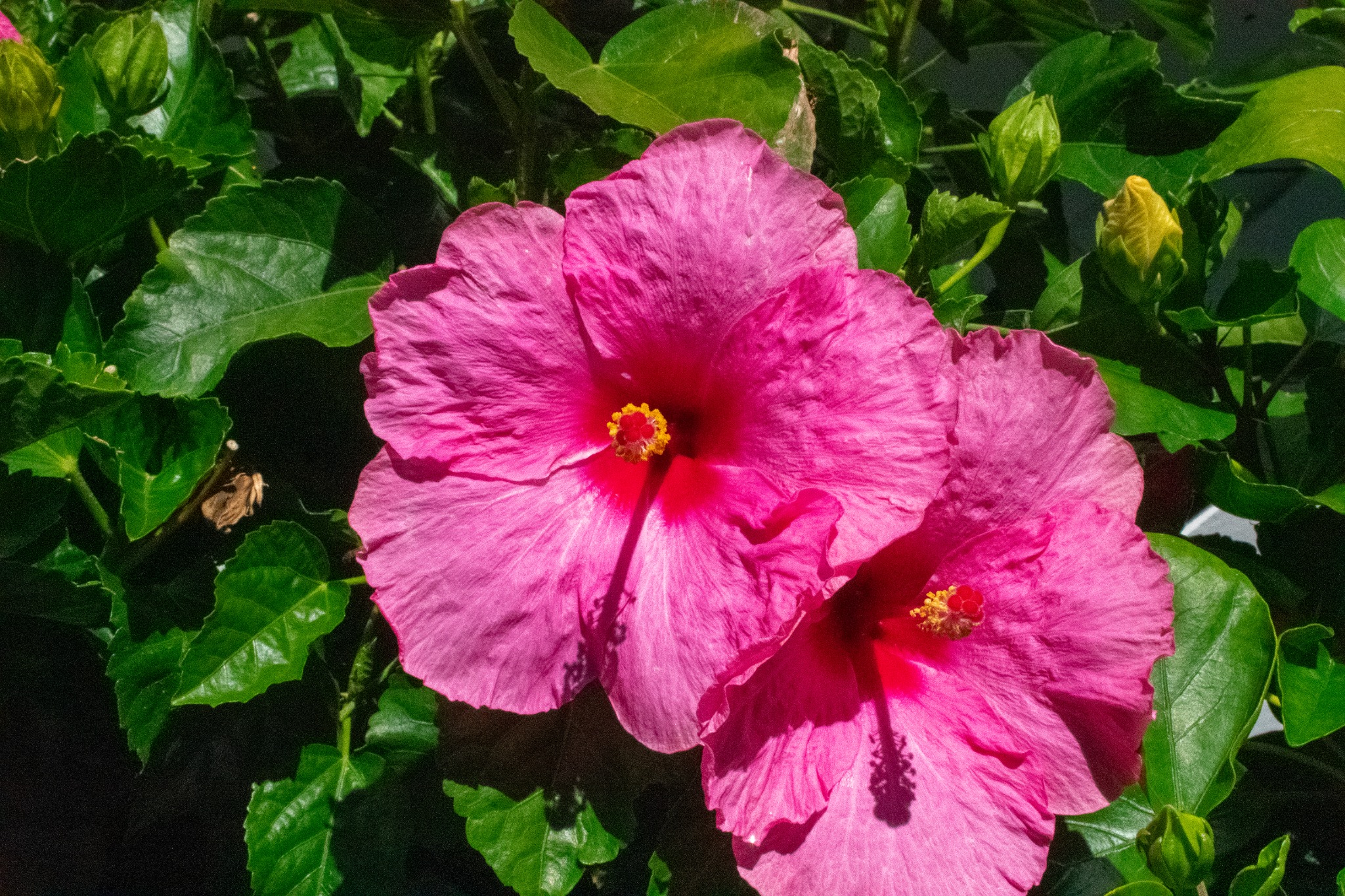 Bright pink hibiscus flowers