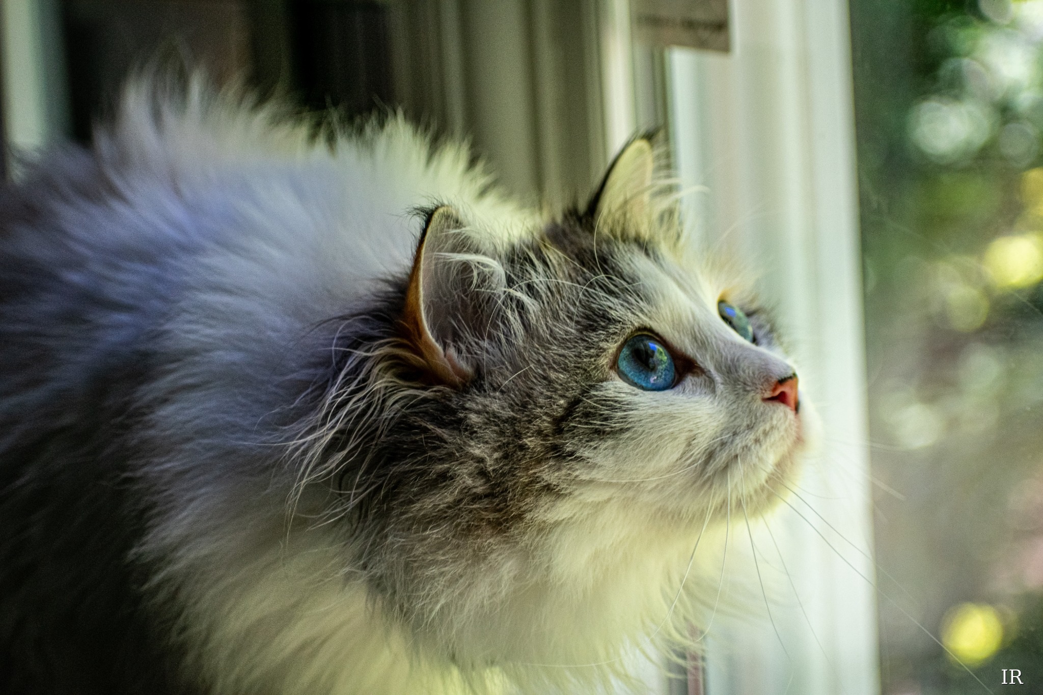 Blue-eyed long-haired cat looking toward a window