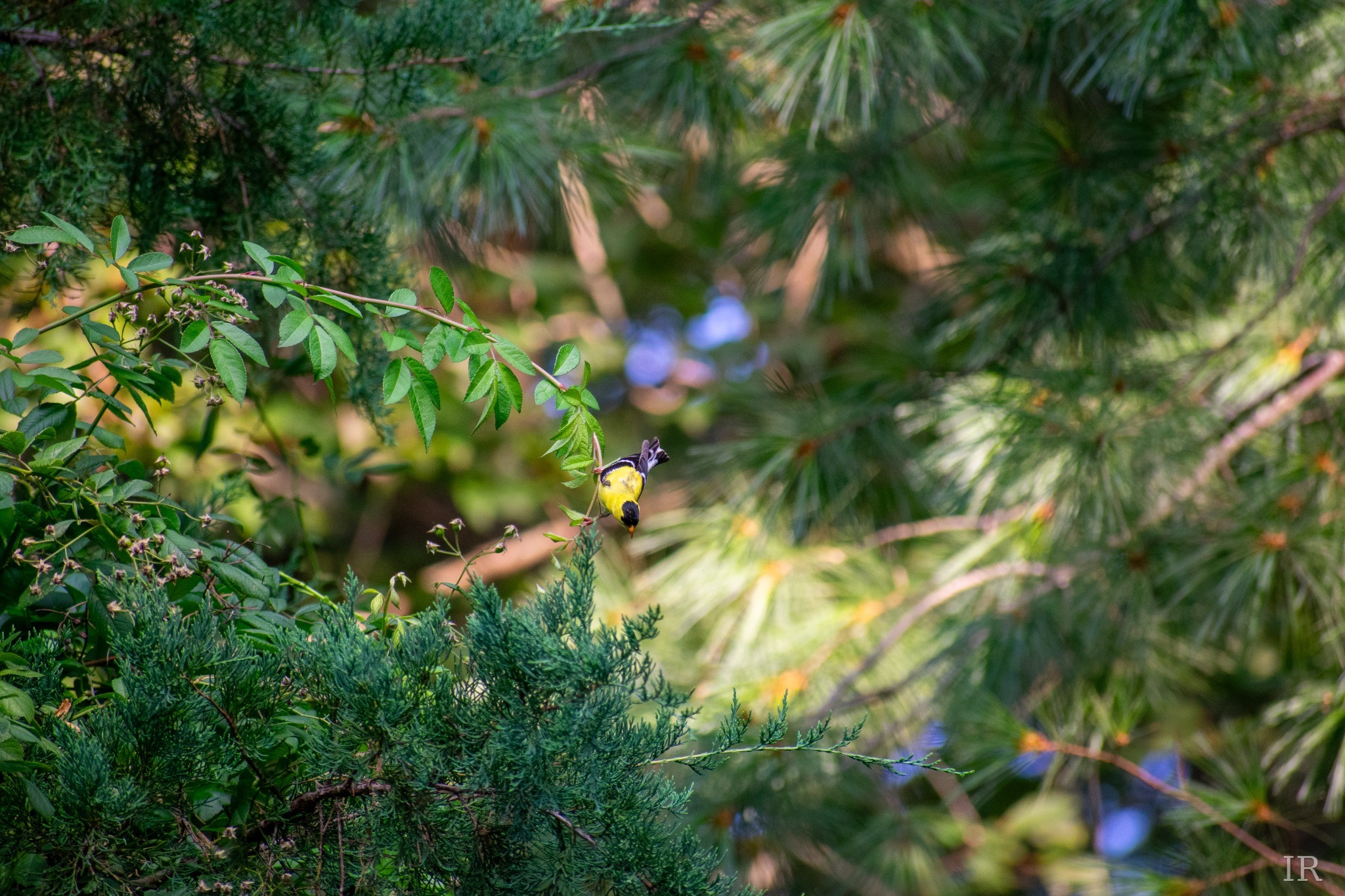 Goldfinch moving among green branches