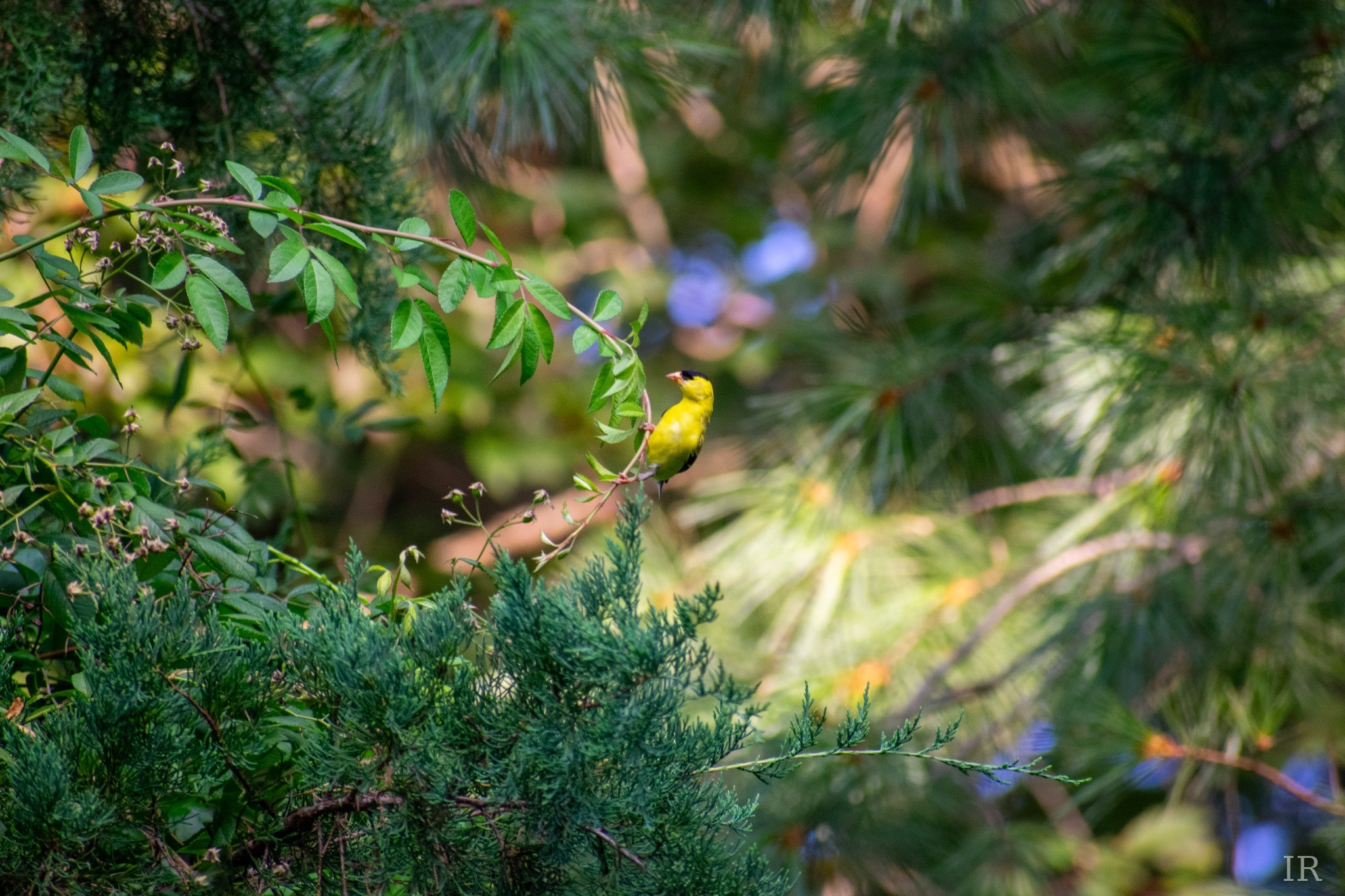 Goldfinch perched among green branches