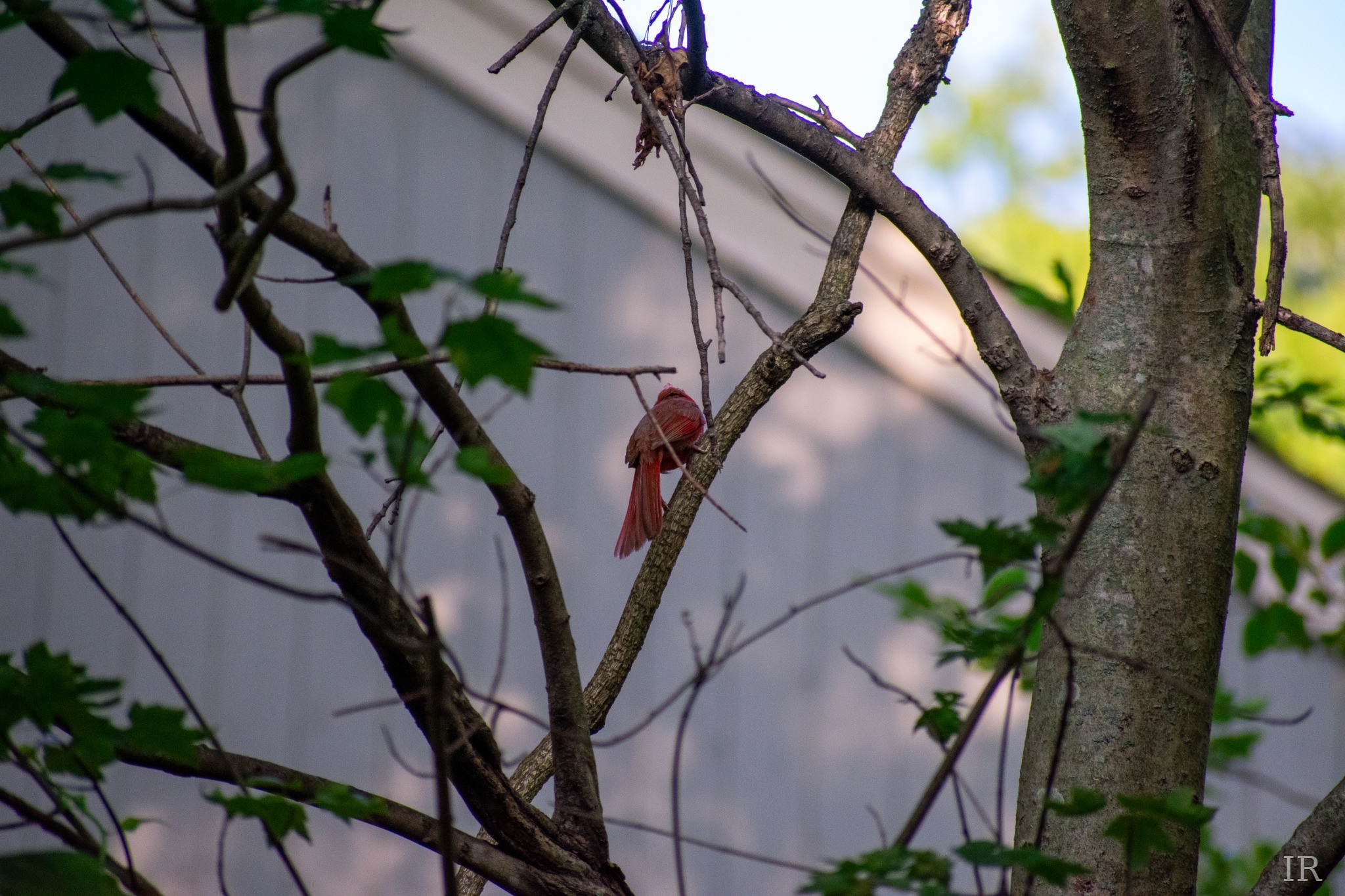 Cardinal perched in a tree