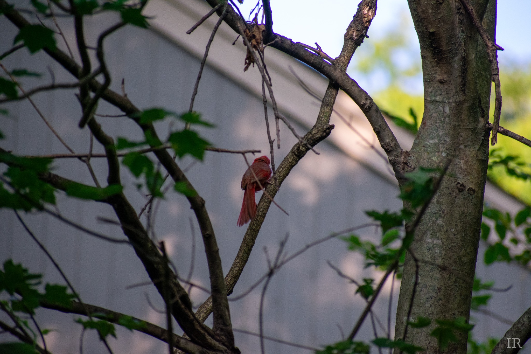Cardinal perched on a branch