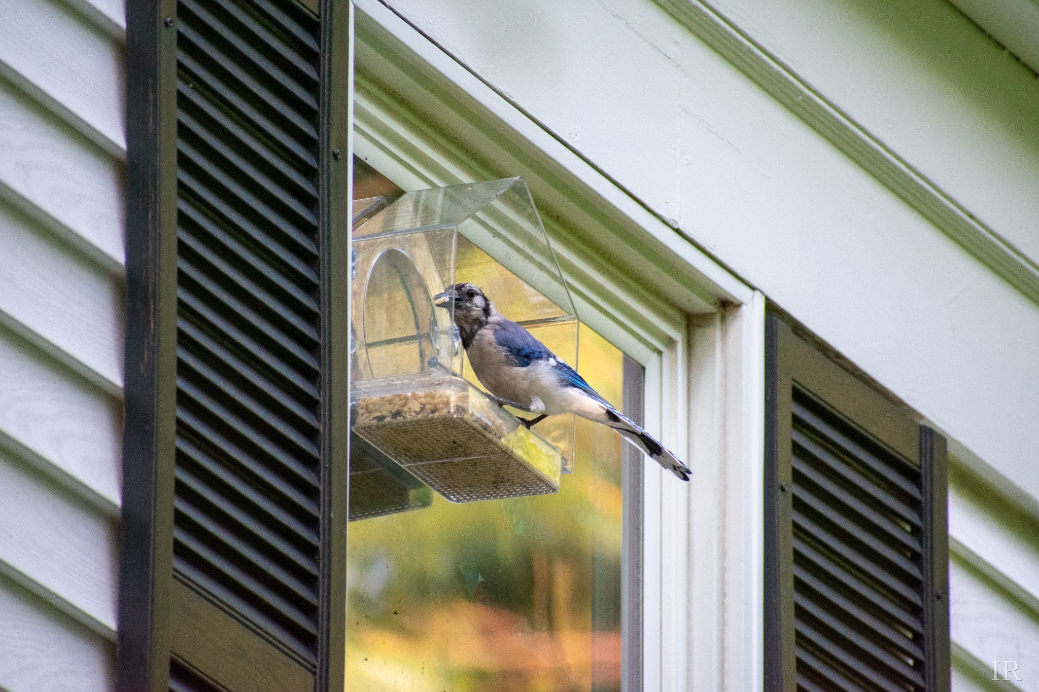 Blue jay at a window bird feeder